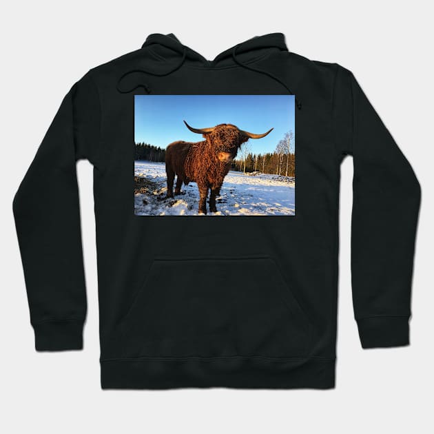 Scottish Highland Cattle Bull 2262 Hoodie by SaarelaHighland